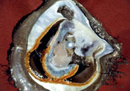 What Are Pearls